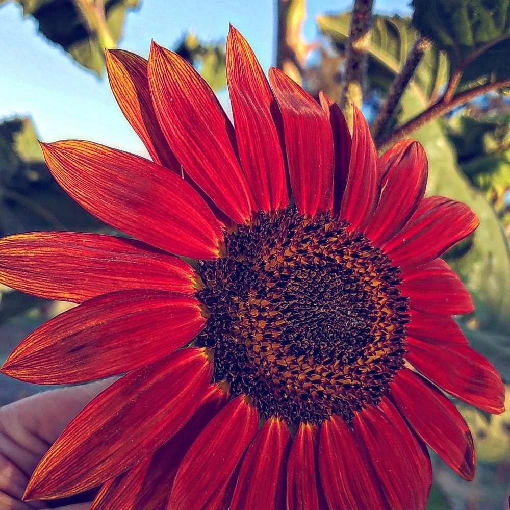 Overalls & Shortalls!